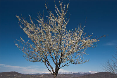 Frühling in Georgien Frühling in Georgien
