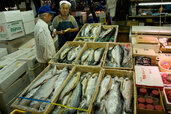 Asien, Diashow, Fischmarkt, Japan, Motiv, Verwendung