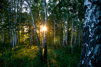 birch forest nearBarnaul