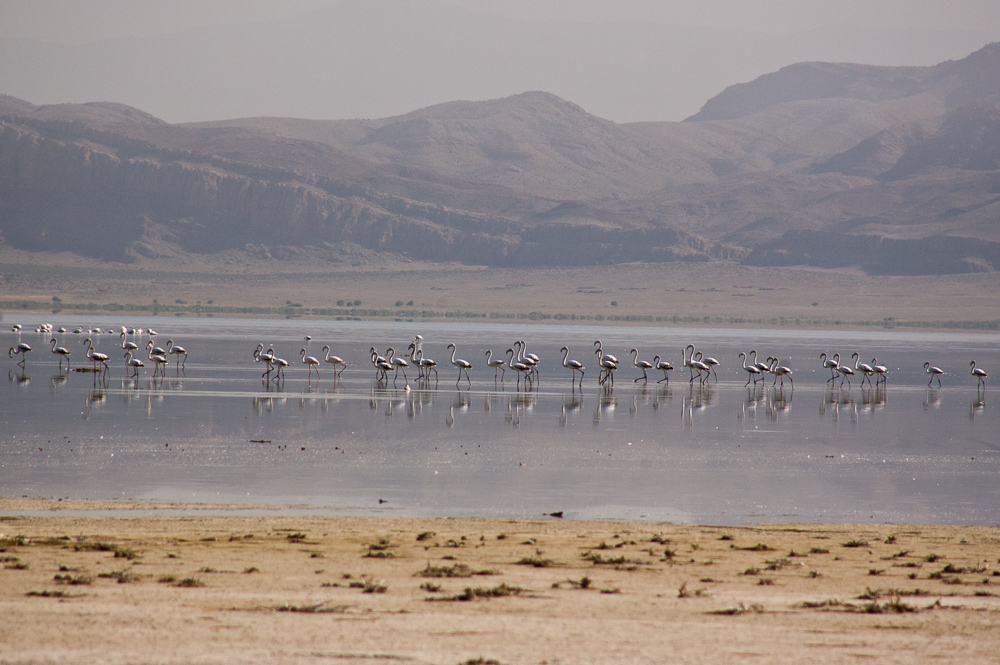 flamingos at Bakhtegan See